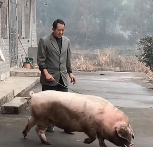 湖南一年猪被宰杀前,三步一跪疑似求饶,农户动作也犹豫了