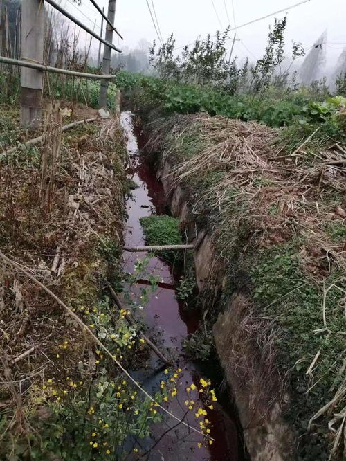 触目惊心 芦山一村里堰沟血水横流,空气中弥漫着......